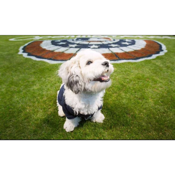 Milwaukee Brewers Hank Dog Girls Tee L - Picture 7 of 7